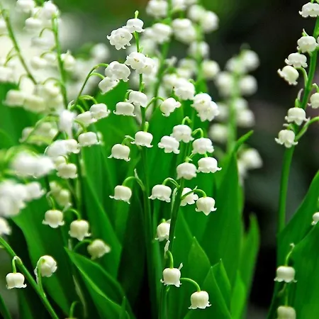 Dum Pod Konvalinkou, Lily Of The Valley, Forest House * Hruba Skala
